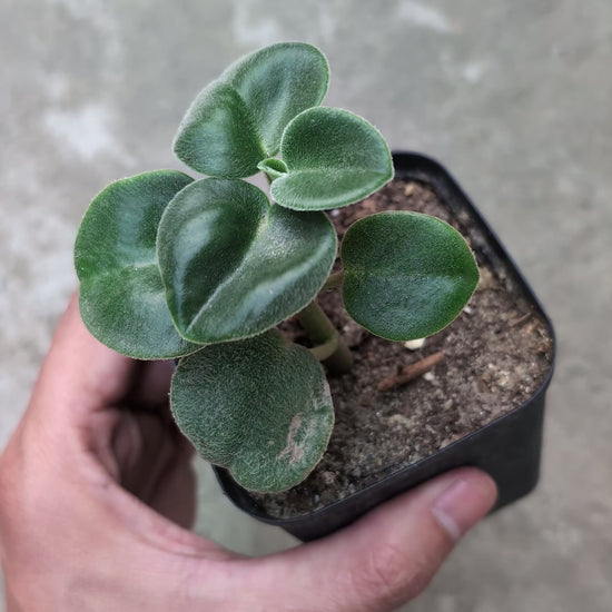 Peperomia Incana Plant