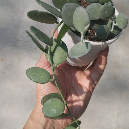 Silver Dollar Plant - Xerosicyos Danguyi