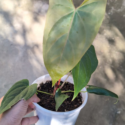 Anthurium Nigrolaminum 'Gigi'