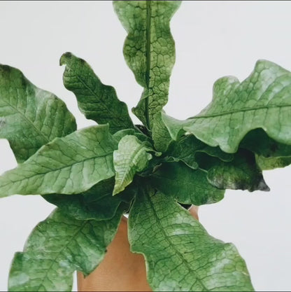 Crocodile Fern (Microsorum musifolium)