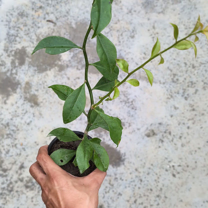 Lemon Vine (Pereskia aculeata)