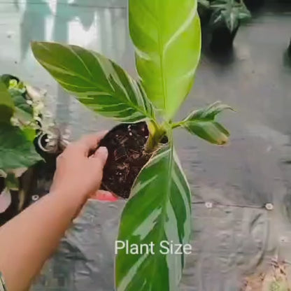 White Variegated Banana Plant (Musa 'Florida')