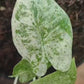 Alocasia Odora Batik Variegata