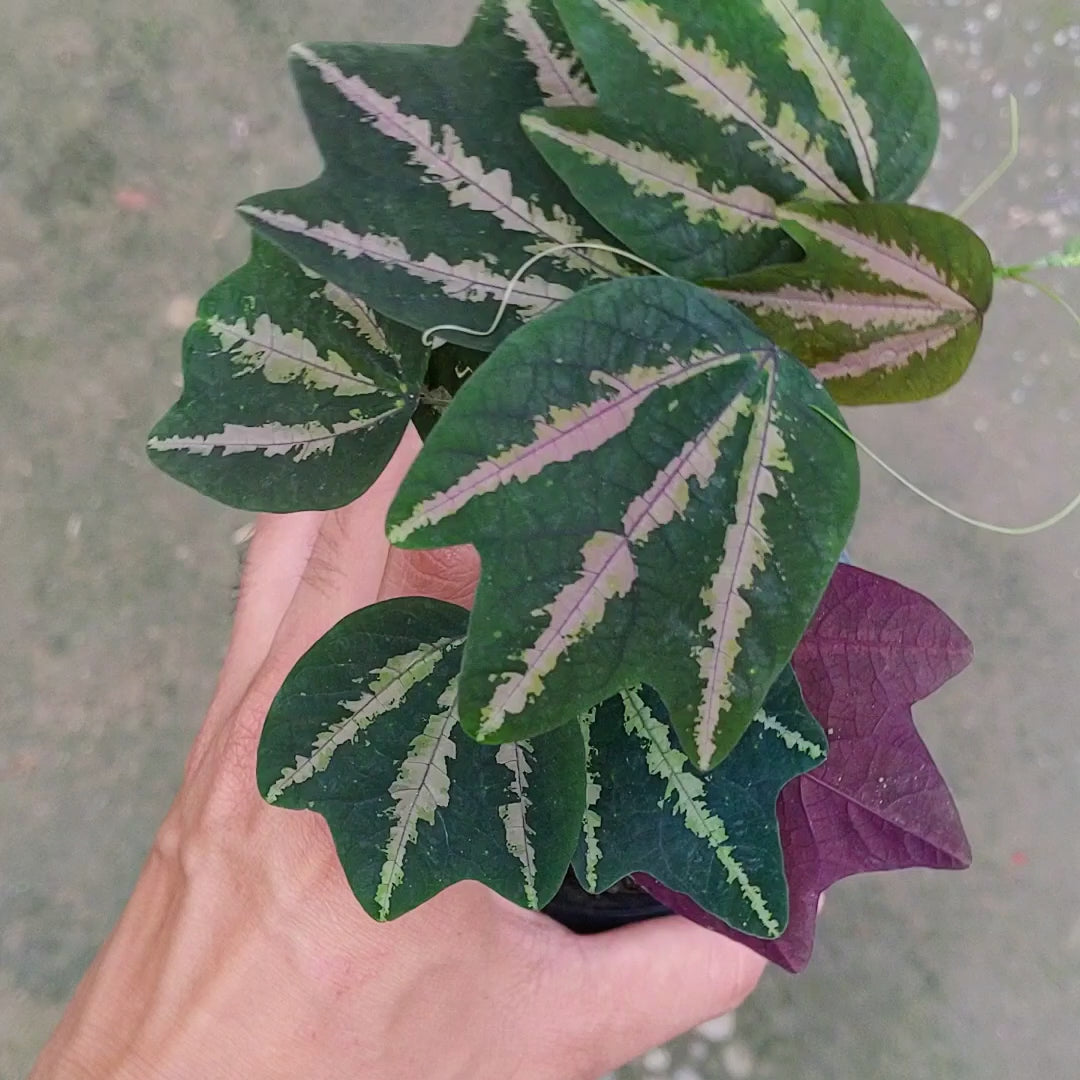 Passiflora Trifasciata Plant Video