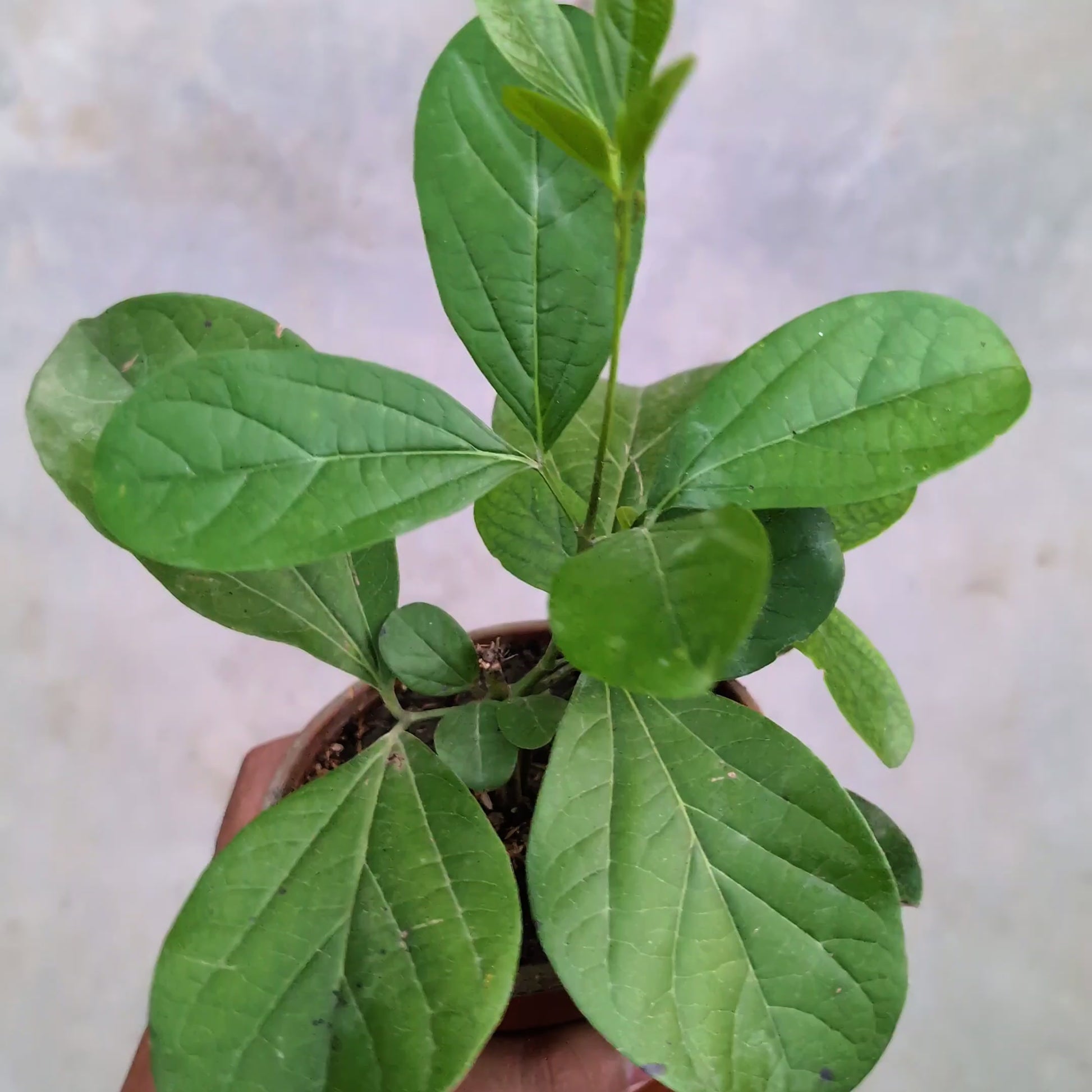 Bignonia Magnifica (Glow Vine) live plant