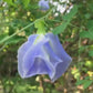 Sky Blue Aparajita Flower Seeds (Clitoria Ternatea)