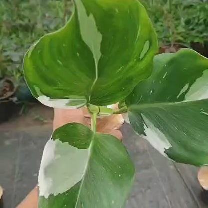 Philodendron 'White Wizard'