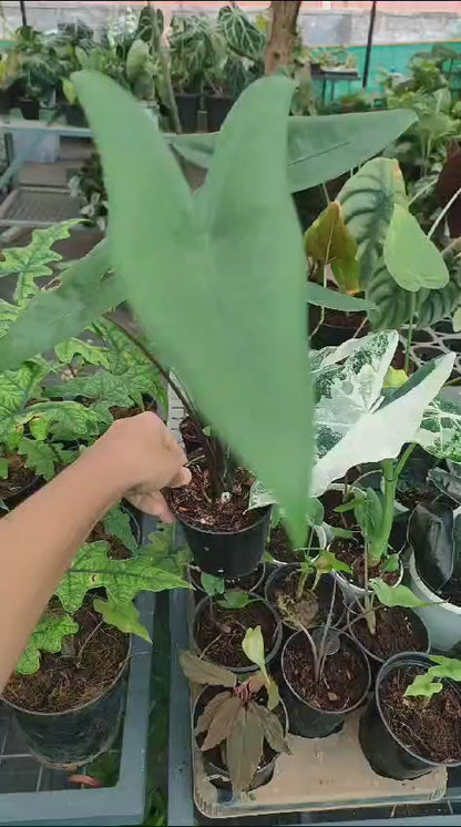 Alocasia Zebrina 'Black Stem' Large