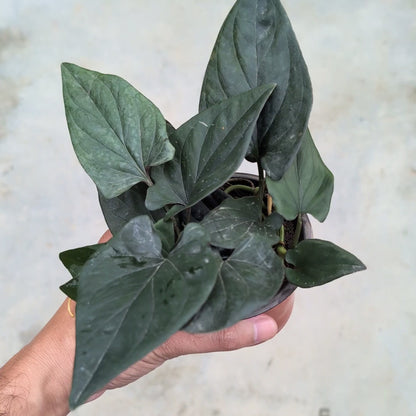 Syngonium Erythrophyllum (Red Arrow)