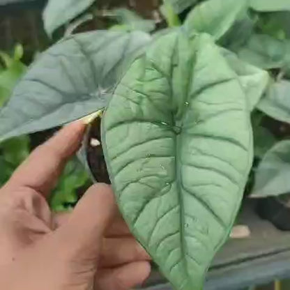 Alocasia Bisma 'Platinum'