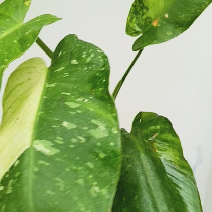 Philodendron 'Jose Buono'