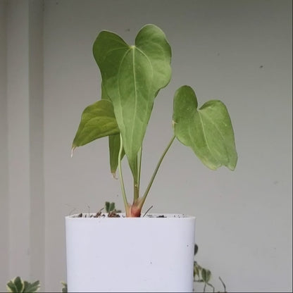 Anthurium Macrolobium