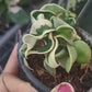 Hoya Hindu Rope Variegated 