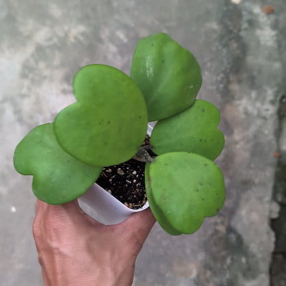 Hoya Kerrii Green (Heart Leaf Hoya)