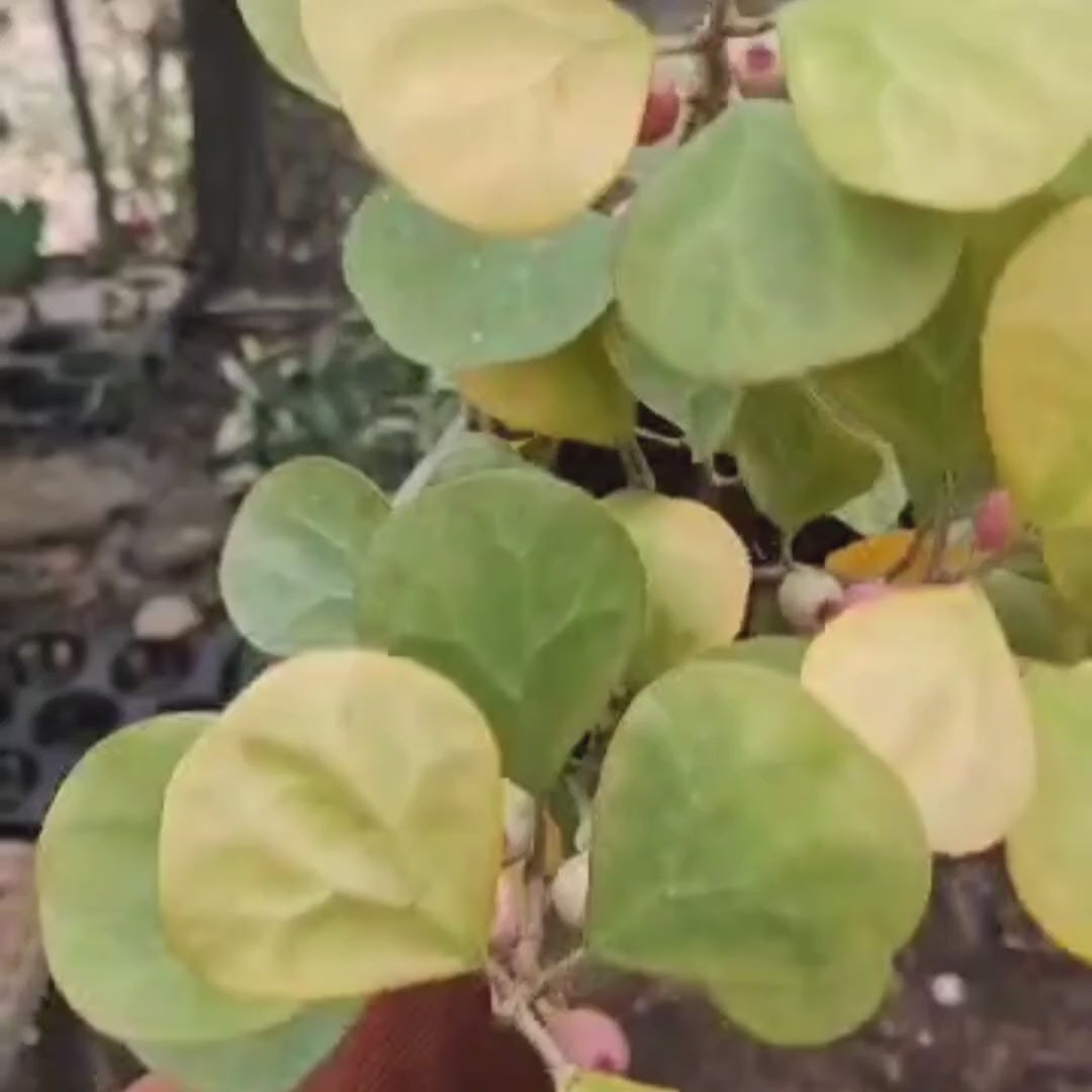 Ficus Deltoidei Golden