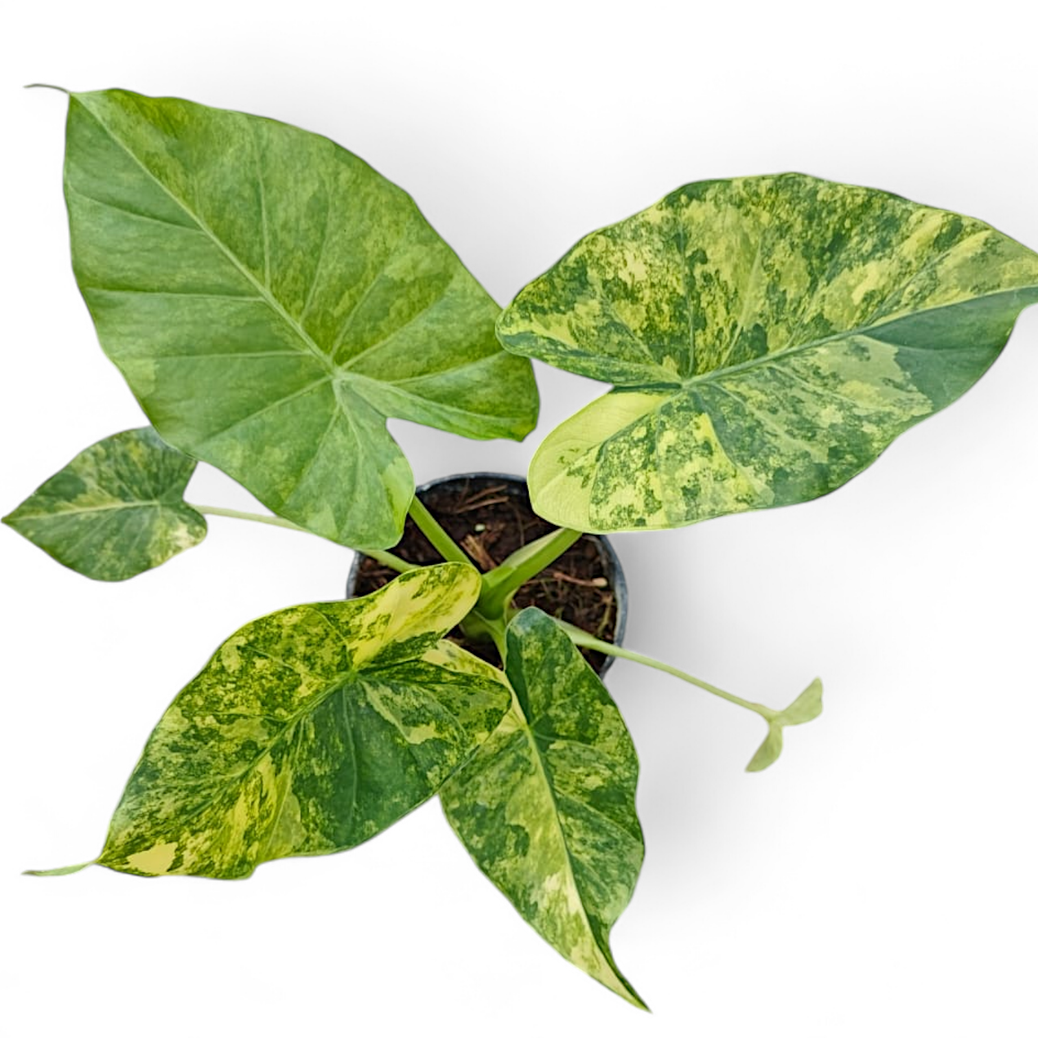 Alocasia Giganteum Aurea Variegata - Alocasia - Soiled