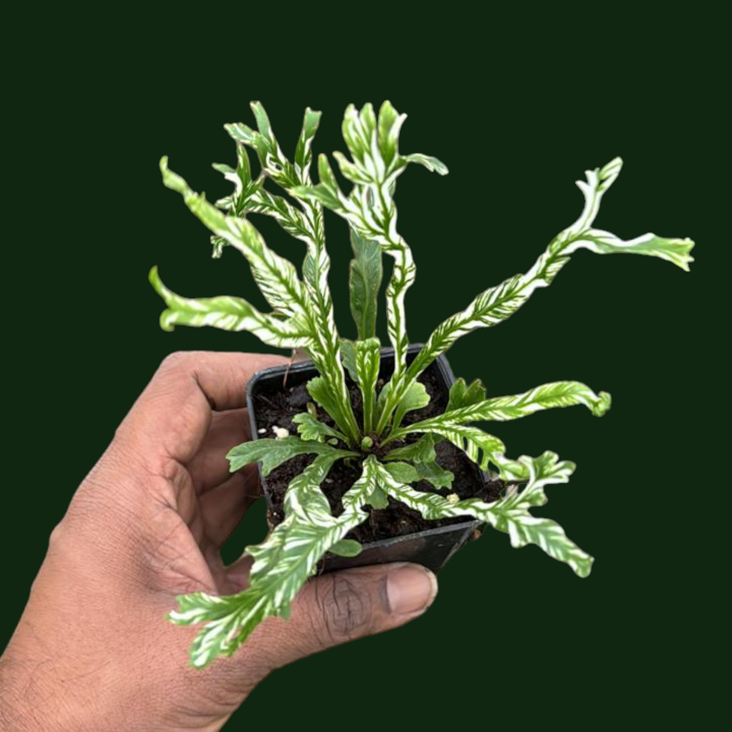 Asplenium Nidus Variegated (Variegated Bird's Nest Fern) - Fern - Soiled