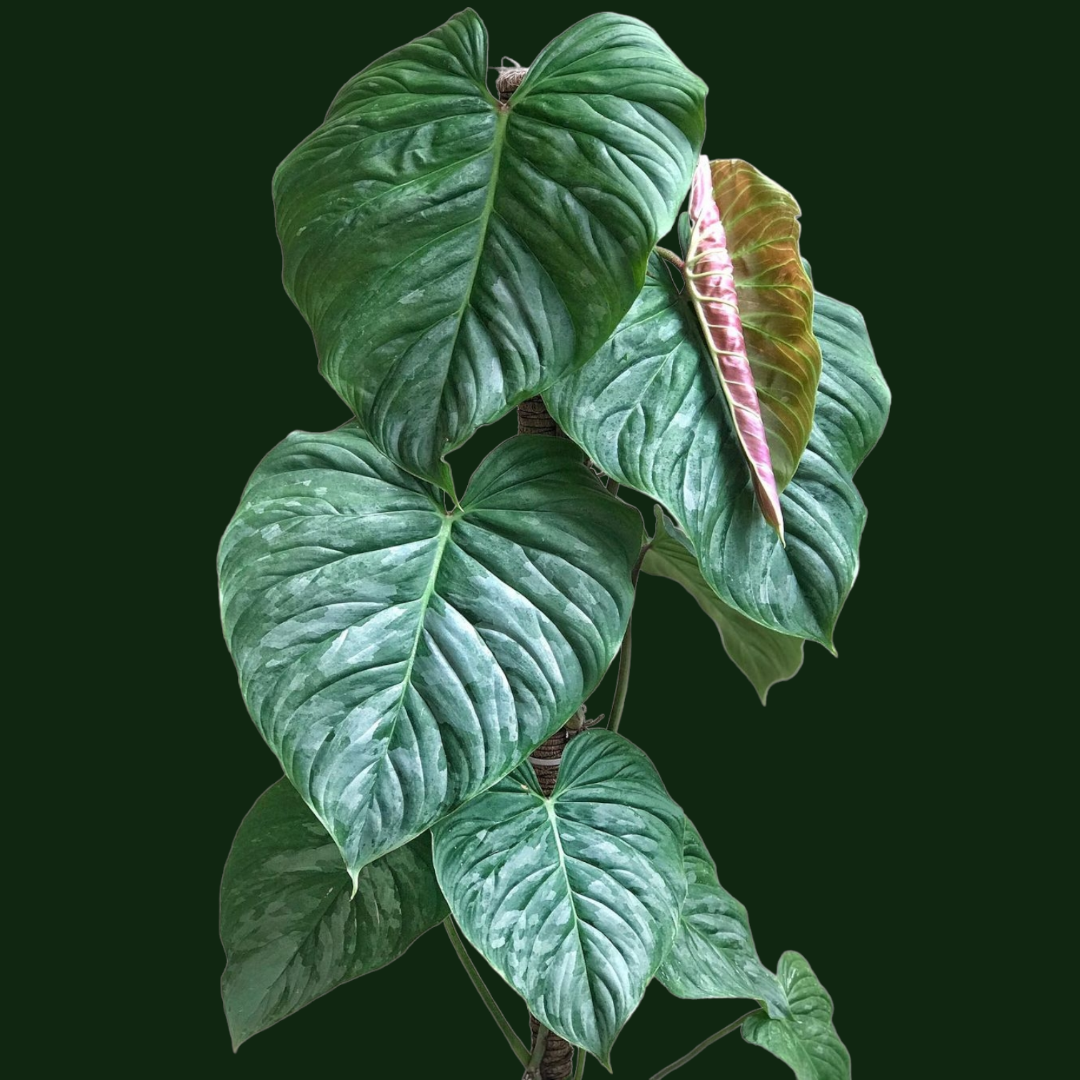 Philodendron Majestic - Philodendron - Soiled