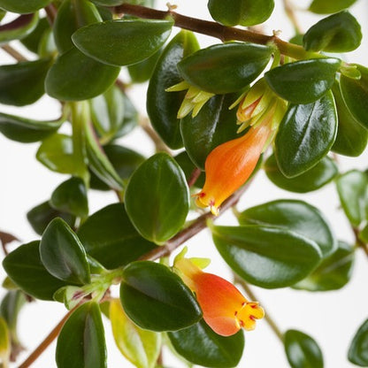 Goldfish Plant (Nematanthus Tropicana) - Flowering Plant - Soiled