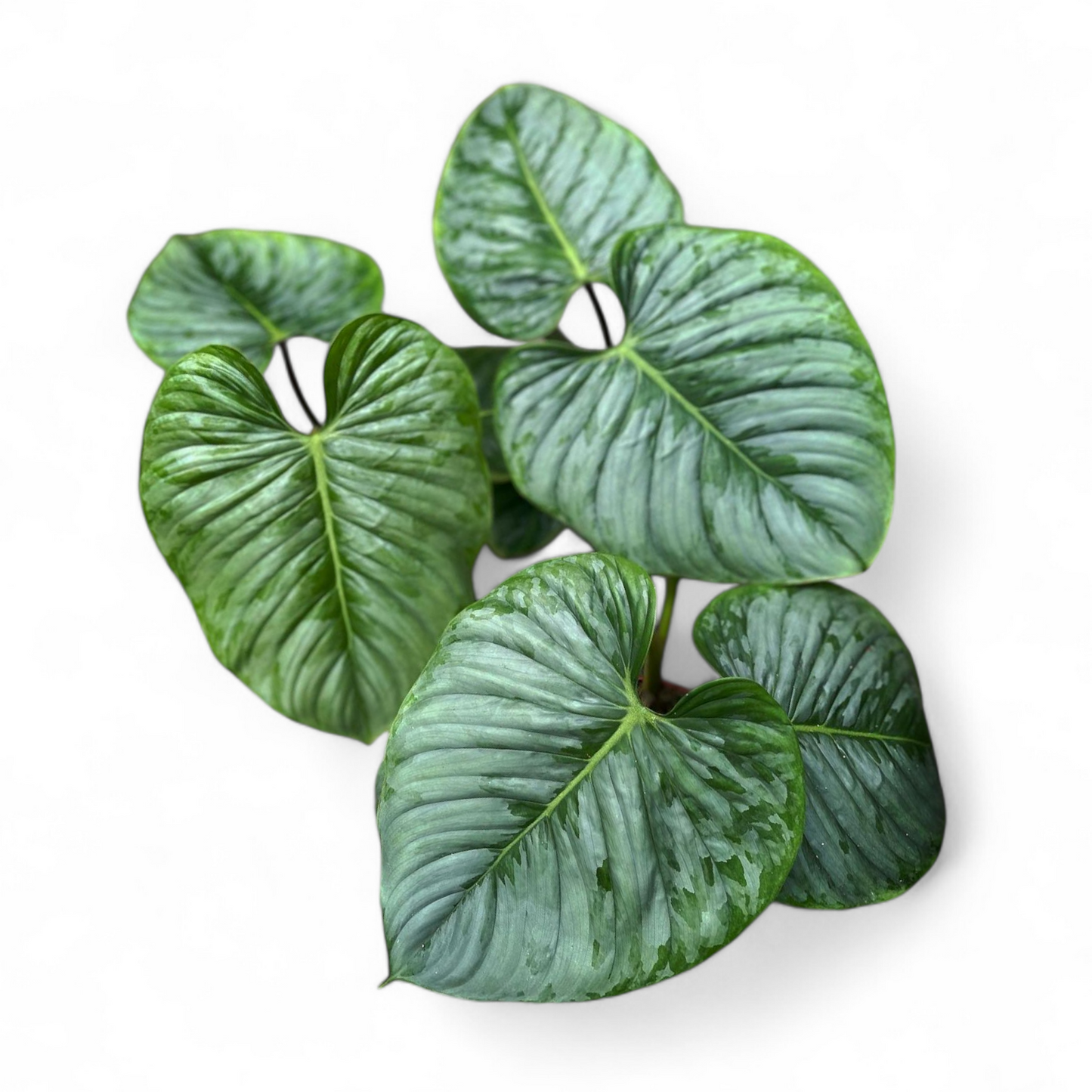 Philodendron Sodiroi - Anthurium - Soiled