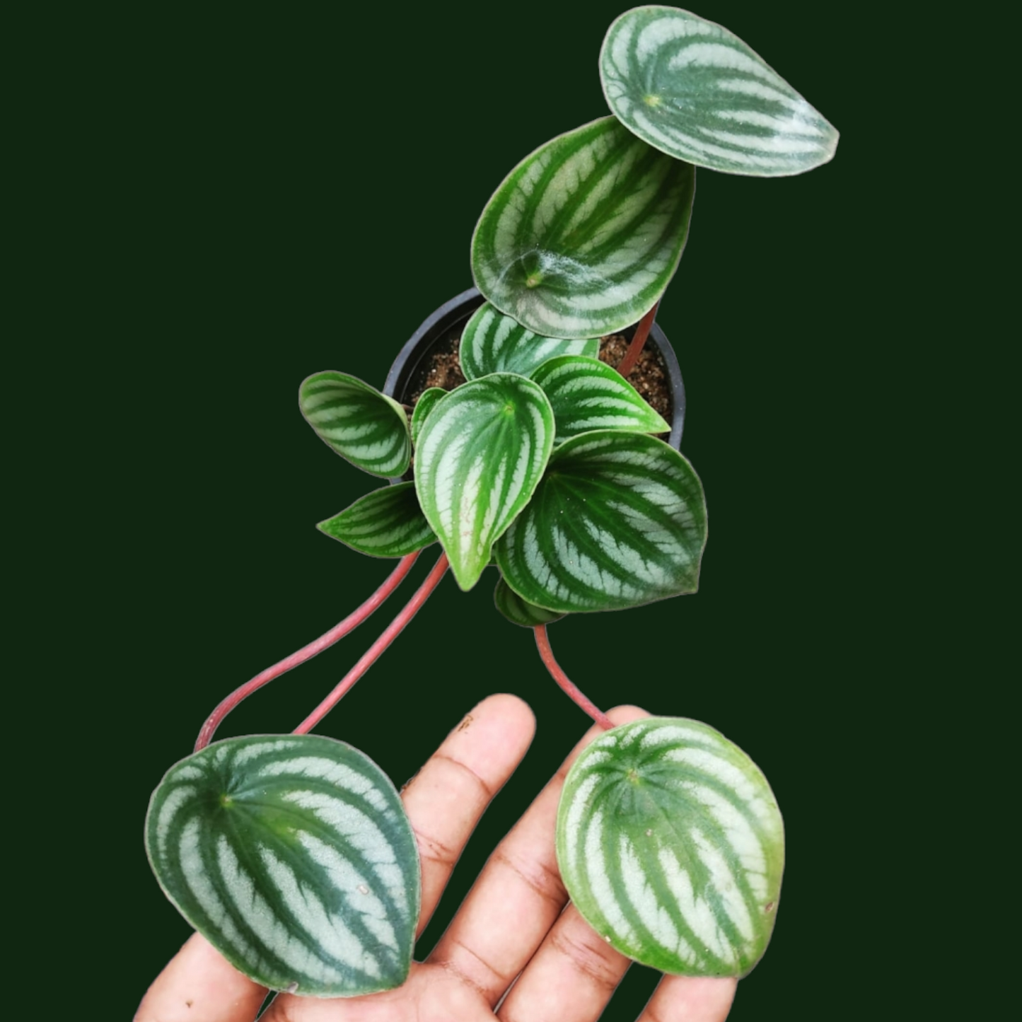 Watermelon Peperomia (Peperomia argyreia) - Indoor & Outdoor Plants - Soiled