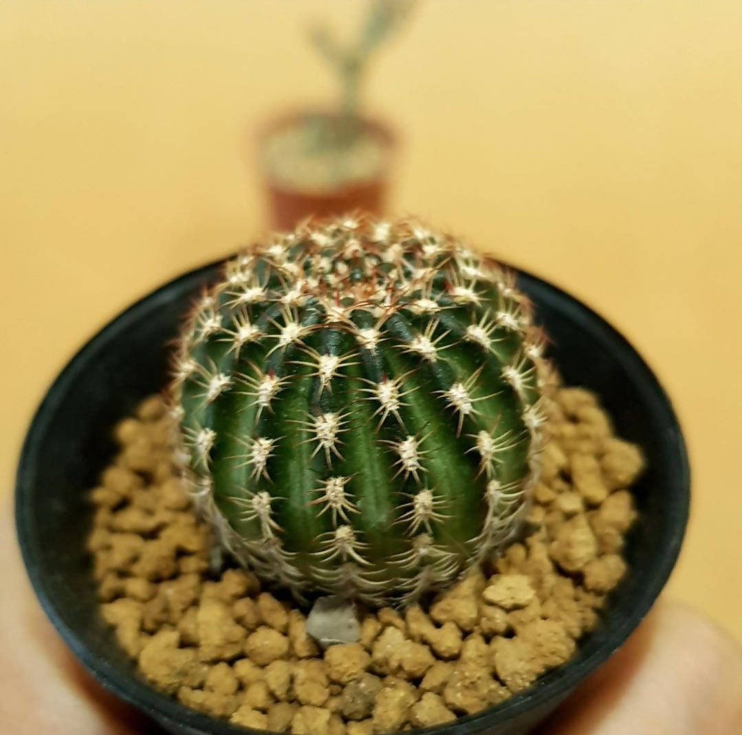 Lobivia Hybrid - Cactus - Soiled