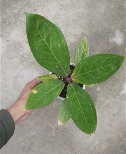 Anthurium 'Cobra'