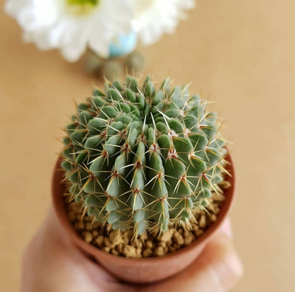 Notocactus Buiningii - Cactus - Soiled