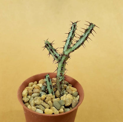 Euphorbia Aeruginosa - Euphorbia cactus - Soiled