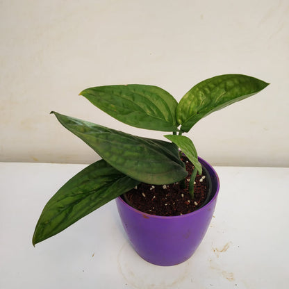 Monstera sp 'Peru' - Foliage - Soiled