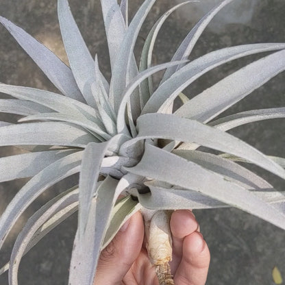 Tillandsia Capitata 'Giant White