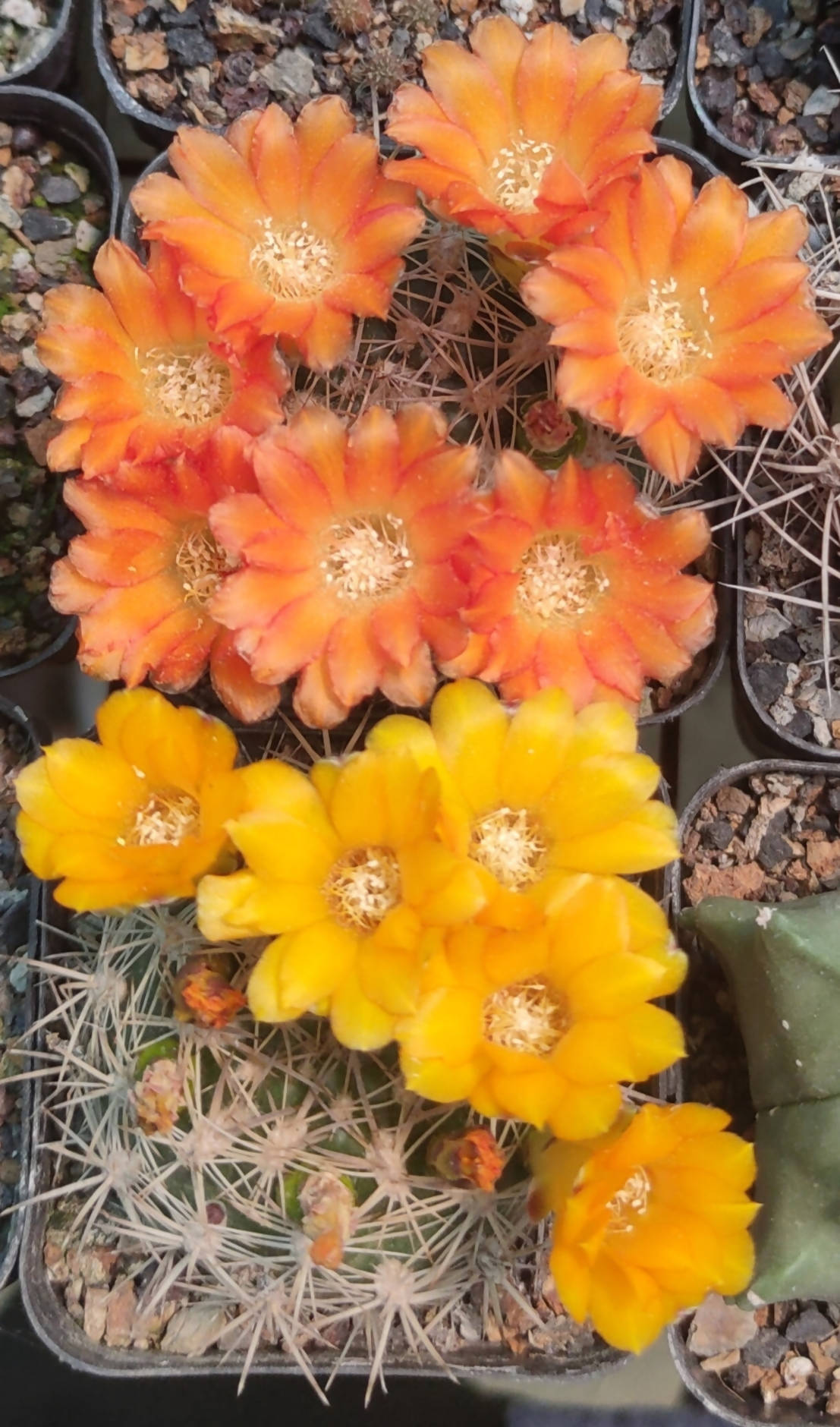 Weingartia Lanata - Cactus - Soiled