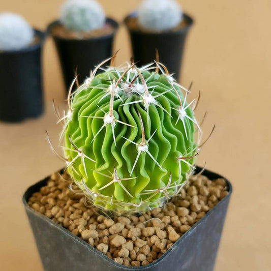 Echinofossulocactus Multicostatus - Cactus - Soiled