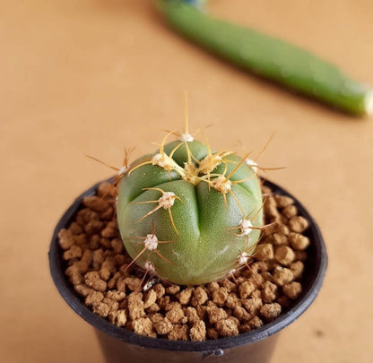 Gymnocalycium Horstii - Cactus - Soiled