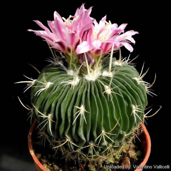 Echinofossulocactus Multicostatus - Cactus - Soiled