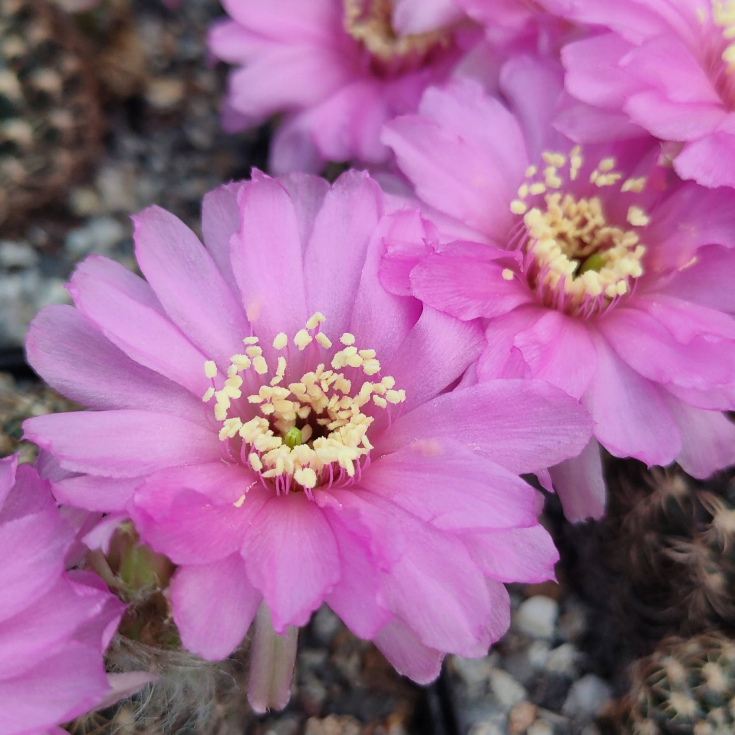 Lobivia Hybrid - Cactus - Soiled