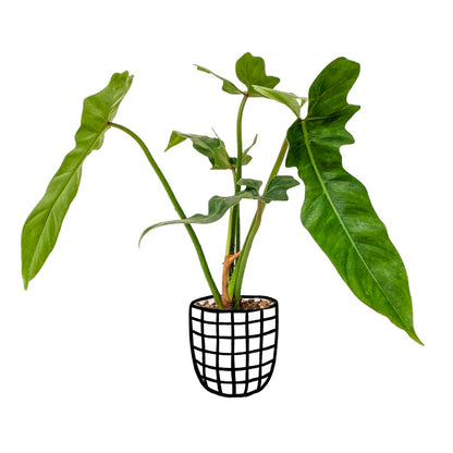 Philodendron Golden Dragon - Philodendron - Soiled