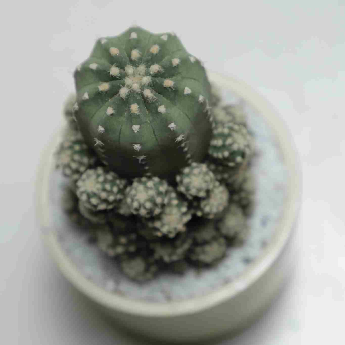 Echinopsis subdenudata hybrid - Cactus - Soiled