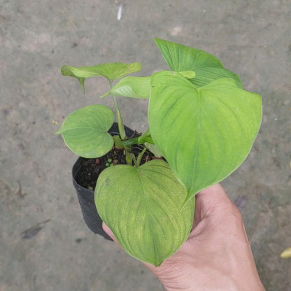 Philodendron Fibraecataphyllum