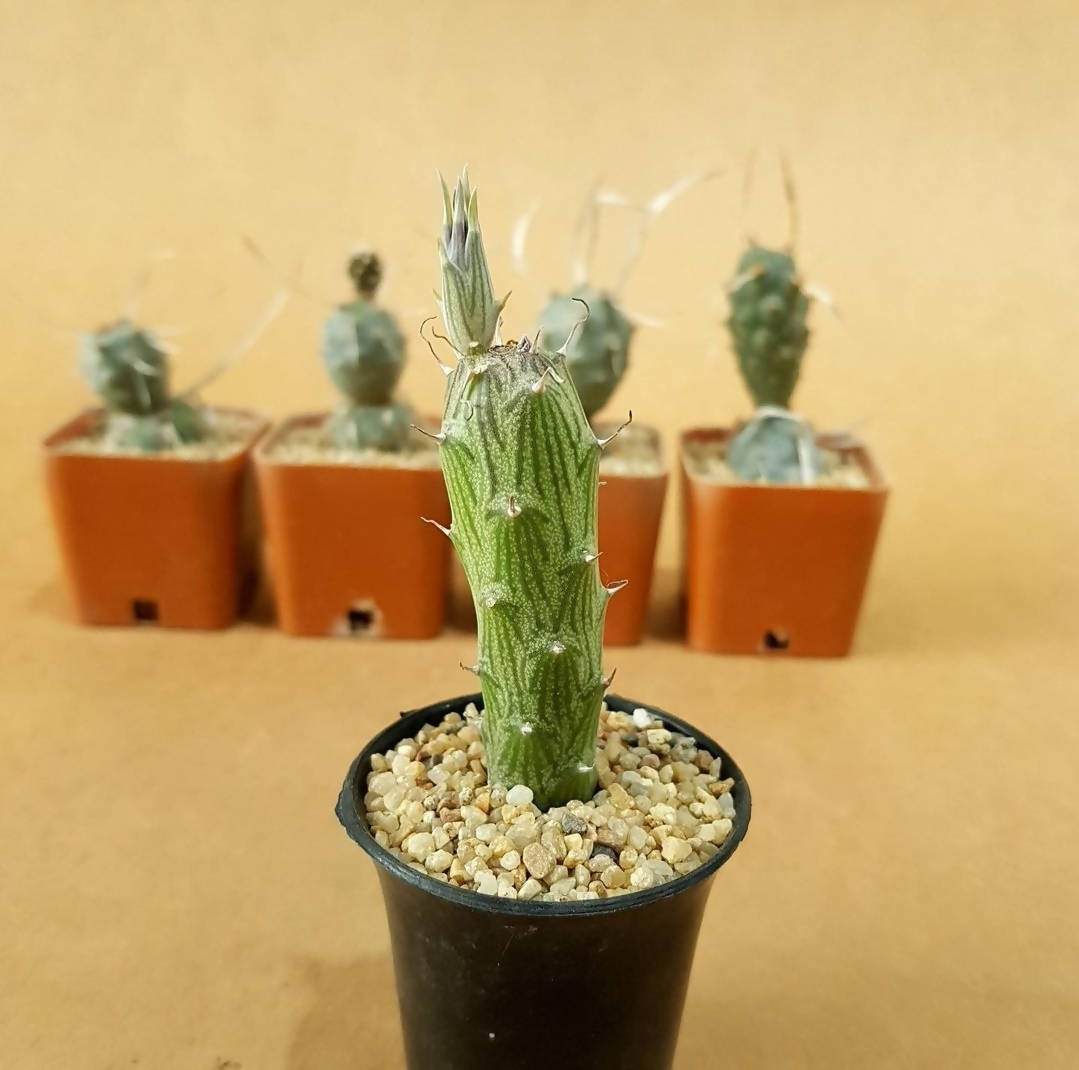 Senecio Pendulus - Succulent - Soiled