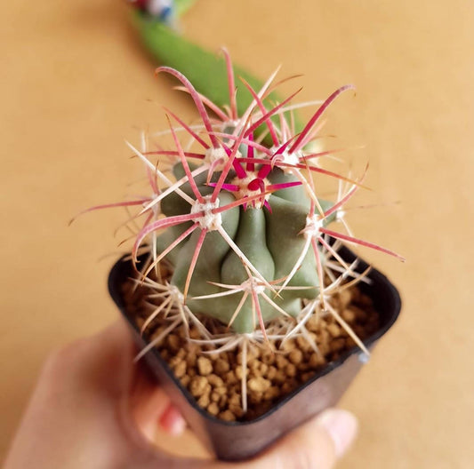 Ferocactus Emoryi - Cactus - Soiled