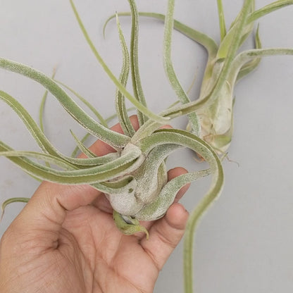 Tillandsia Caput Medusae Giant Form - Soiled India