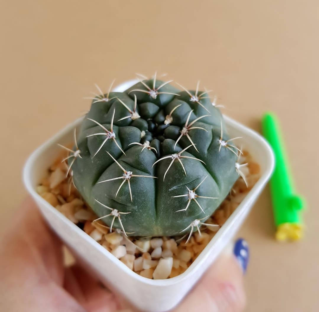 Gymnocalycium Baldianum - Cactus - Soiled