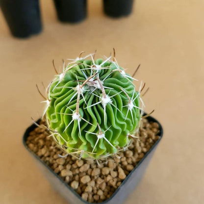 Echinofossulocactus Multicostatus - Cactus - Soiled