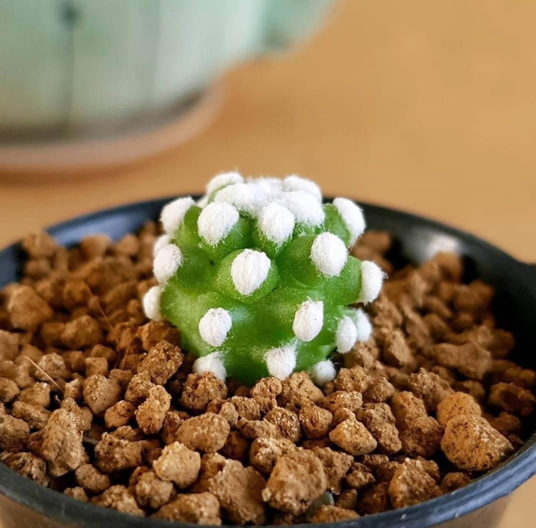 Mammillaria Oruga Blanca - Cactus mammillaria snowcap - Soiled