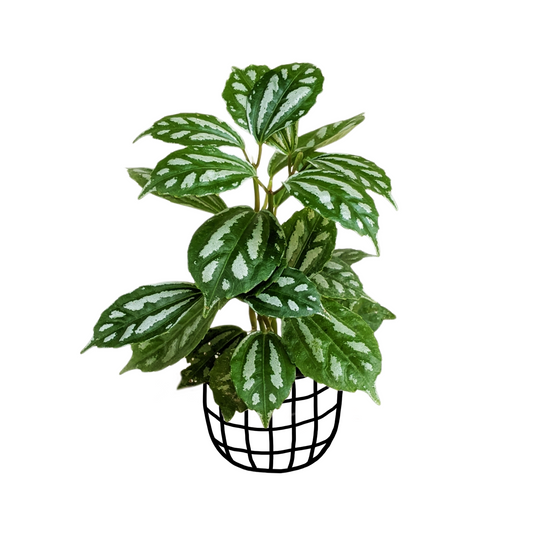 Pilea Cadierei 'Aluminium Plant' - Indoor & Outdoor Plants - Soiled