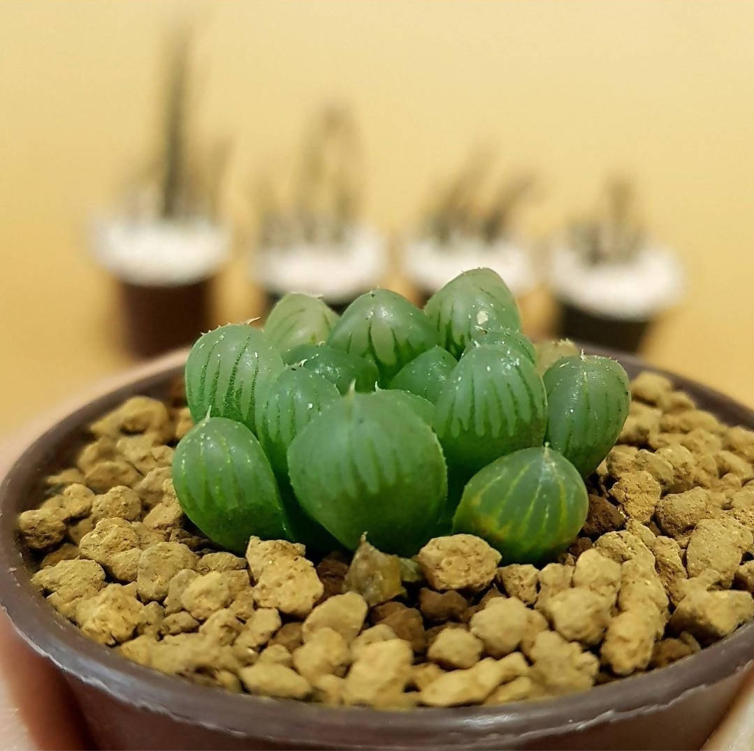 Haworthia cooperi - Haworthia - Soiled