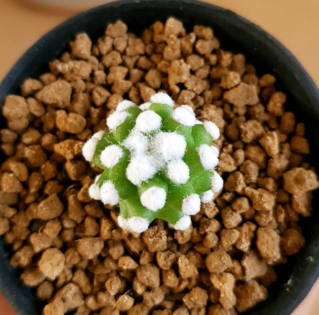 Mammillaria Oruga Blanca - Cactus mammillaria snowcap - Soiled