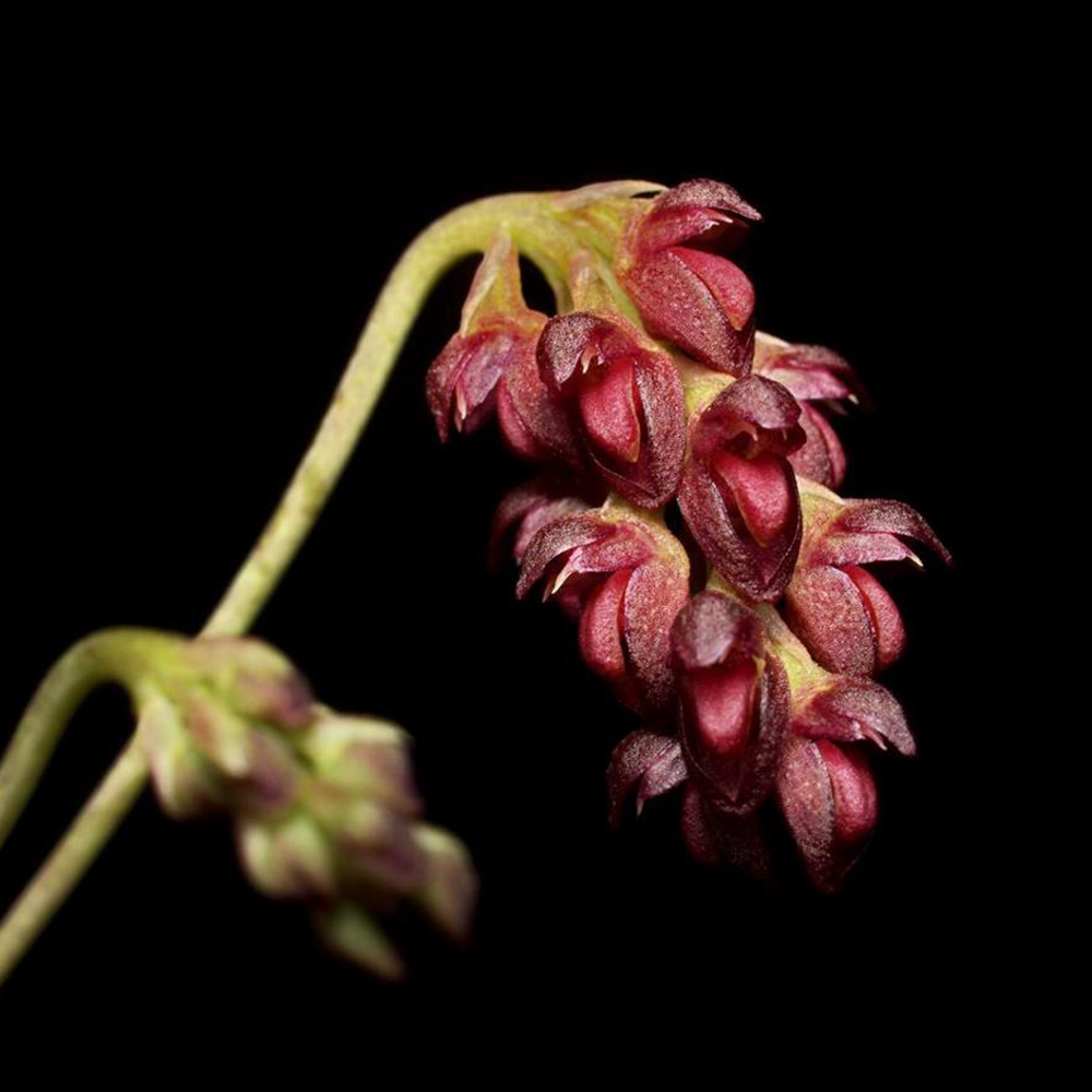 Bulbophyllum Tristae - Orchid - Soiled