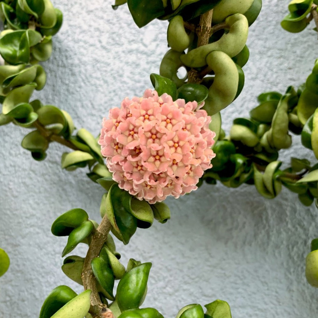 Hoya Hindu Rope (Carnosa Compacta) - Hoya - Soiled